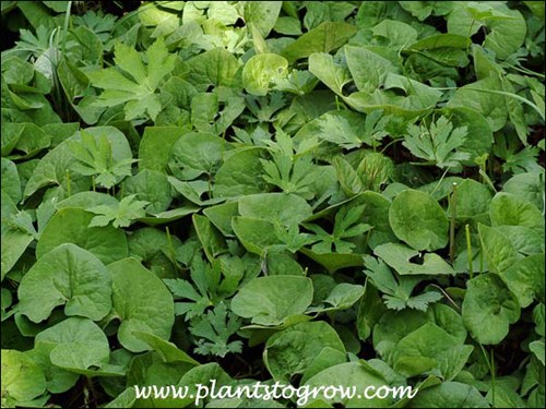 Canadian Ginger and Geranium maculata competing for space in this shaded moist spot.